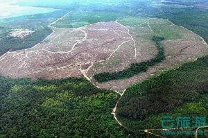 苏门答腊岛热带雨林