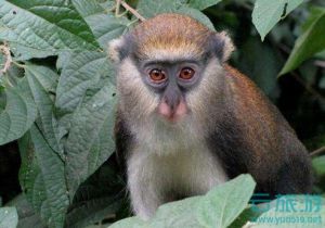                                     博阿本-非玛猴子保护区