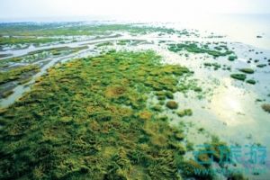 上海长江口中华鲟湿地自然保护区