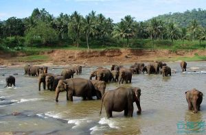 大象孤儿院—云旅游