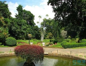斯里兰卡皇家植物园—云旅游