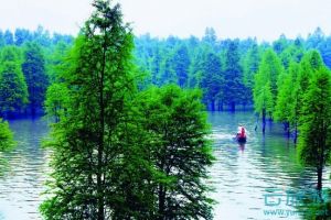 青山湖 水上森林