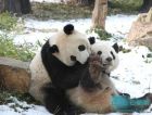 红山森林动物园 大熊猫