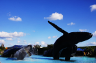 国立海洋生物博物馆与鲸鱼的亲密接触 