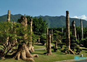 仙湖植物园—化石森林